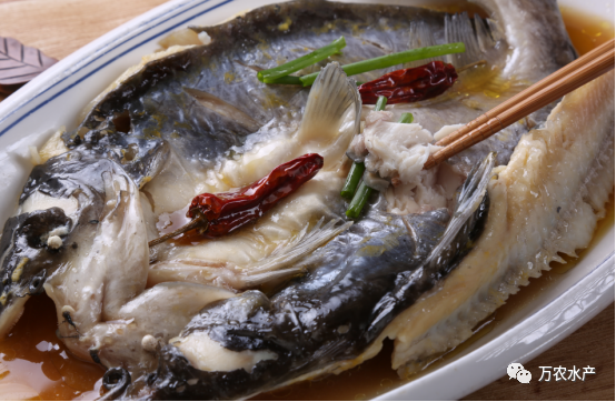 好“魚(yú)”知時(shí)節(jié)，鮰魚(yú)正肥美